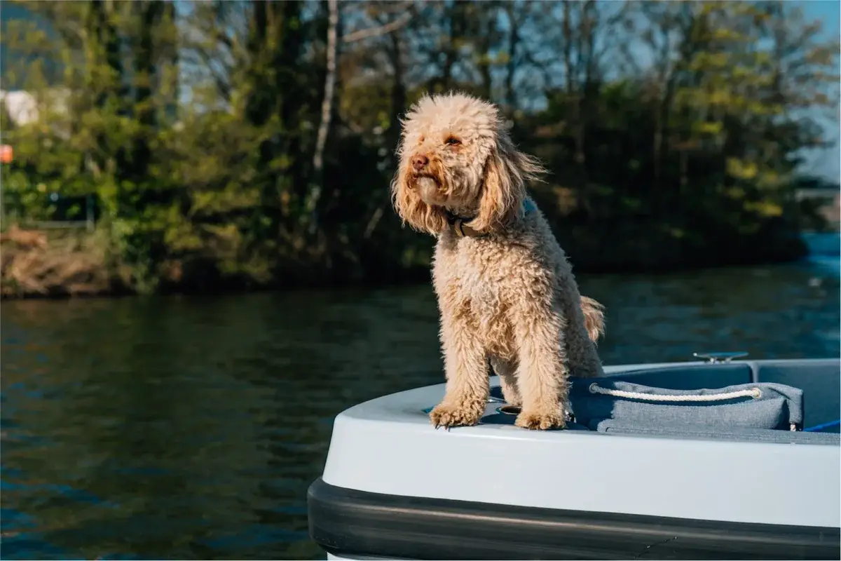 Un perro de pelo rizado en la proa de un barco abierto, con árboles junto al agua detrás
